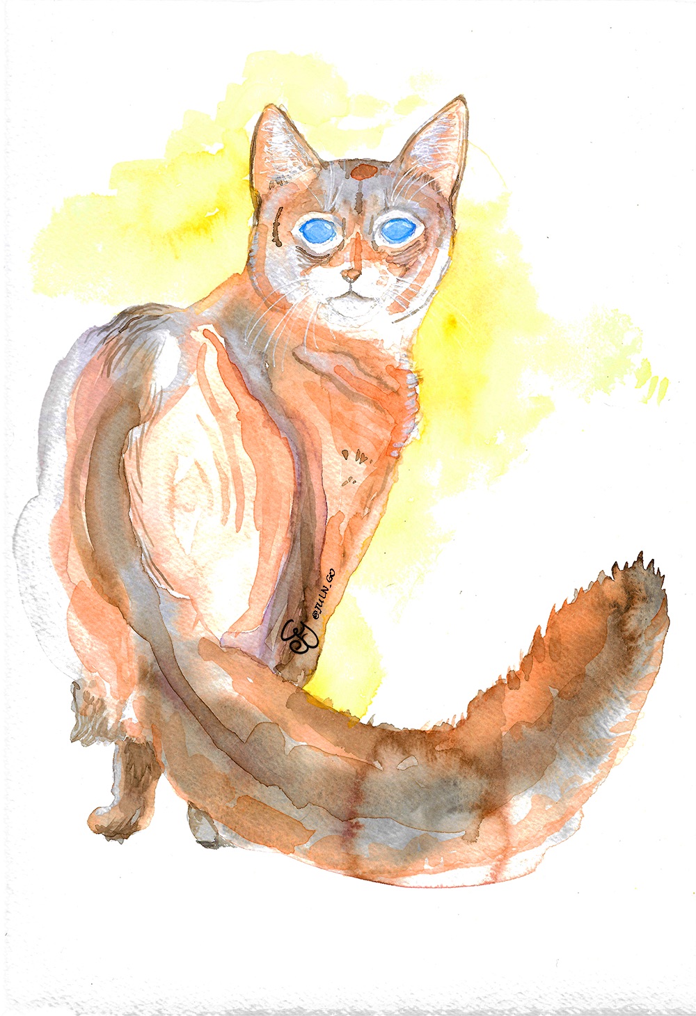 gatos