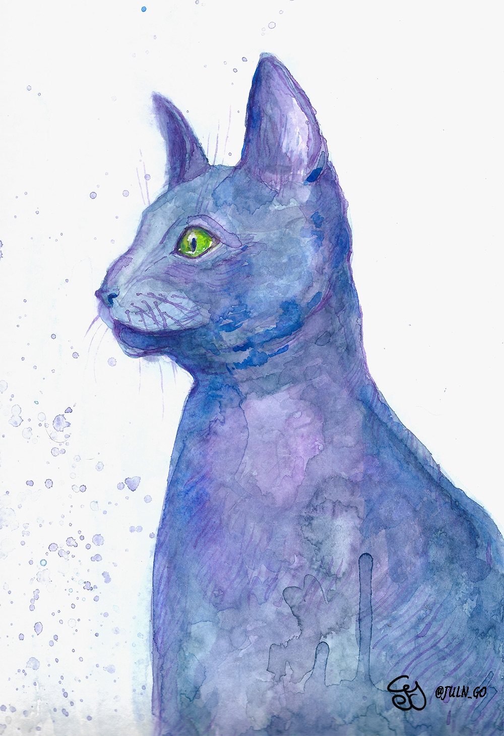 gatos