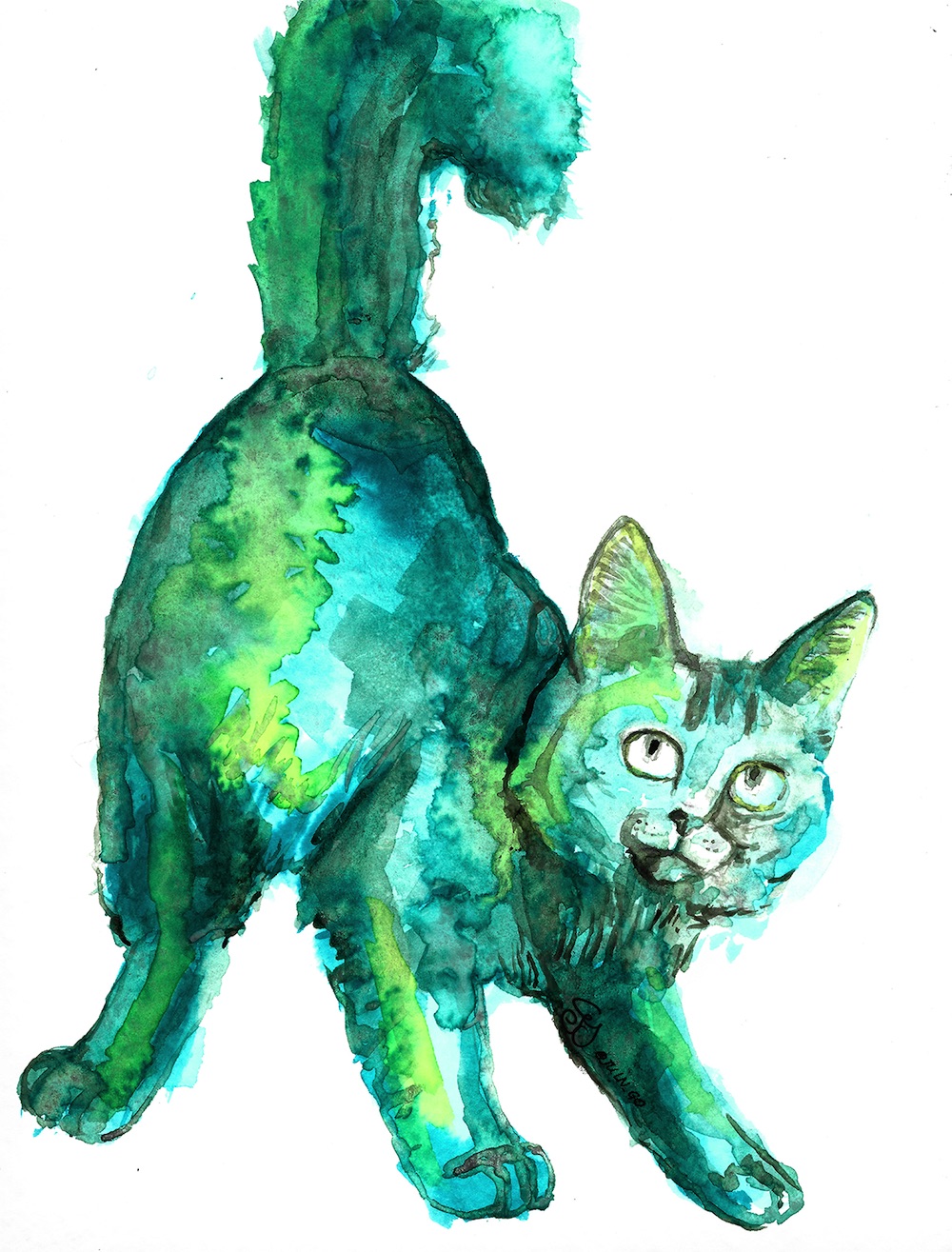 gatos