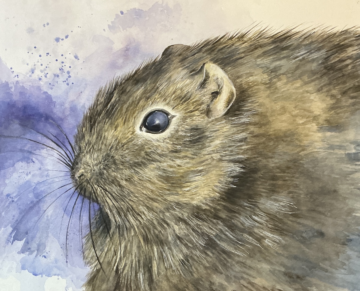 patagonica