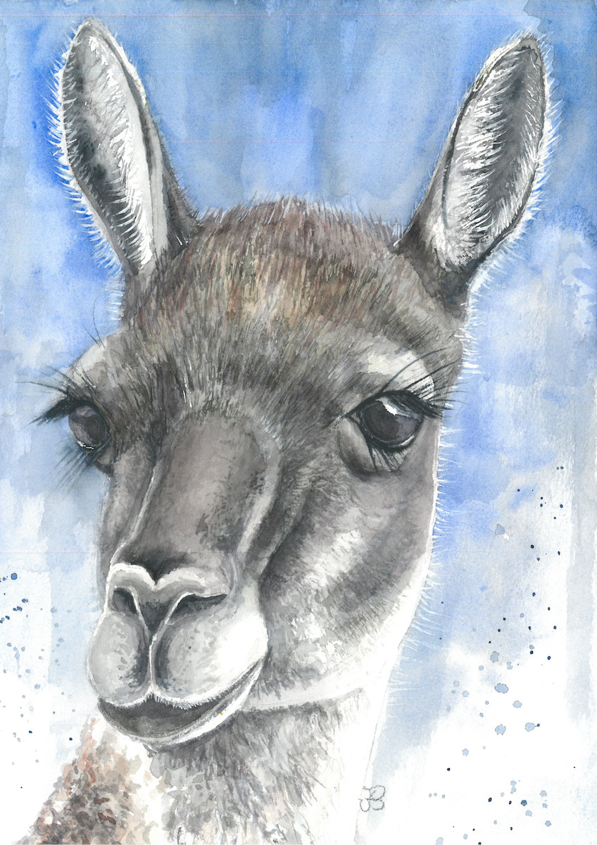 patagonica
