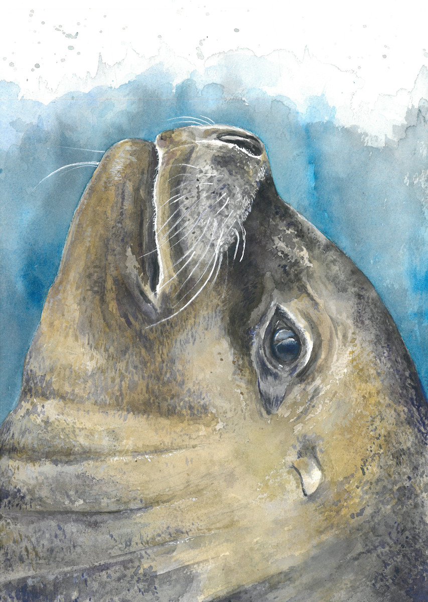 patagonica
