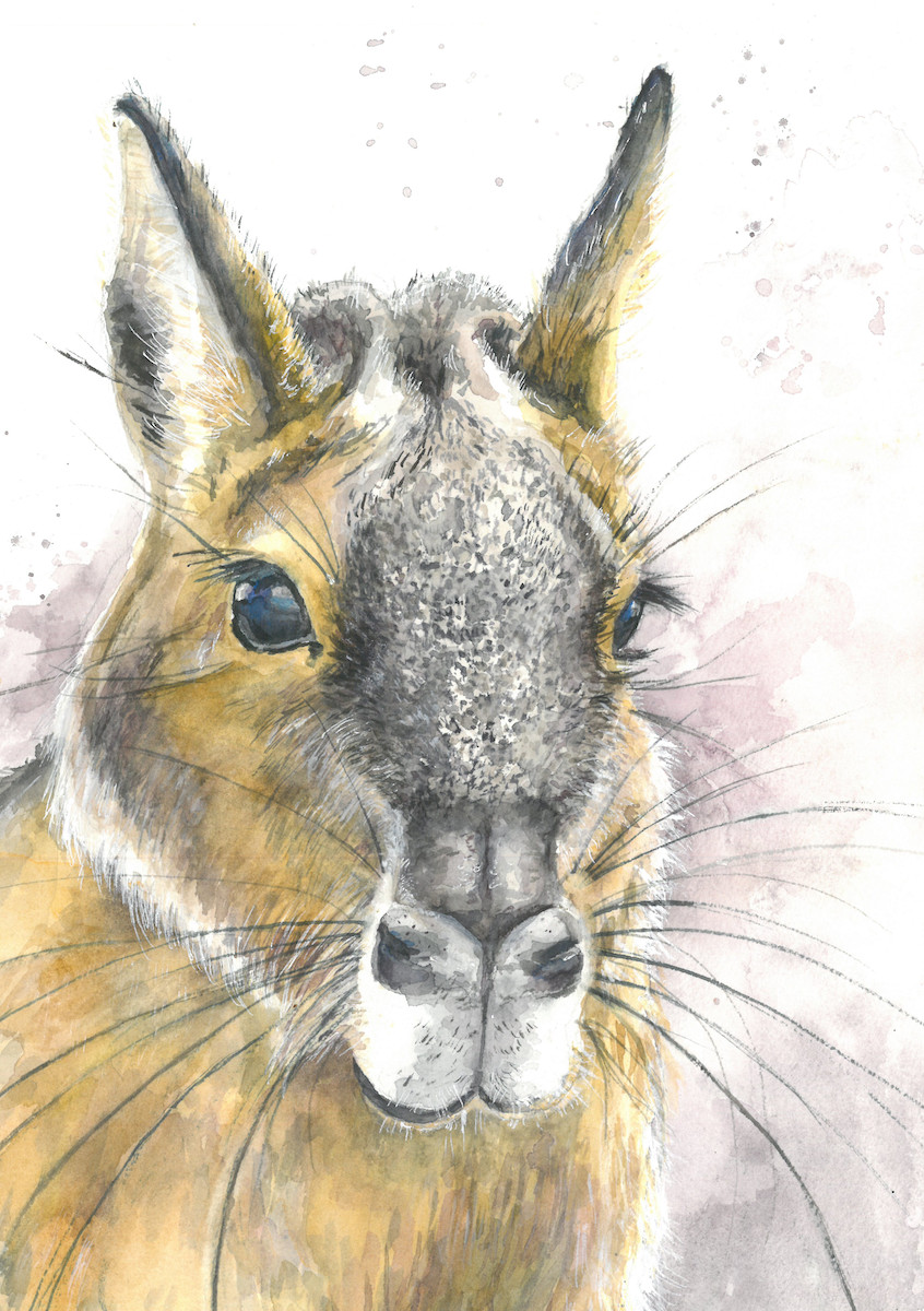 patagonica